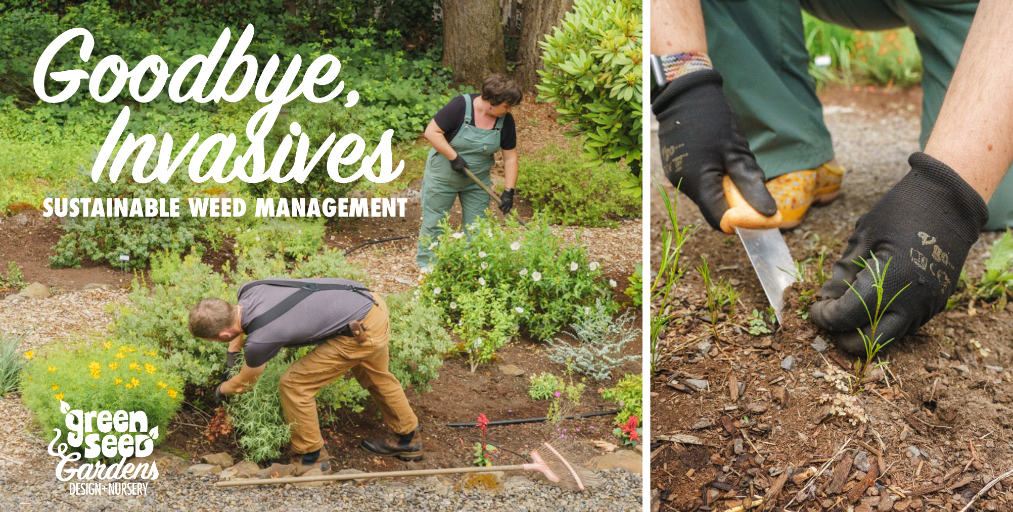 Weeding Tips for a Healthy Garden,