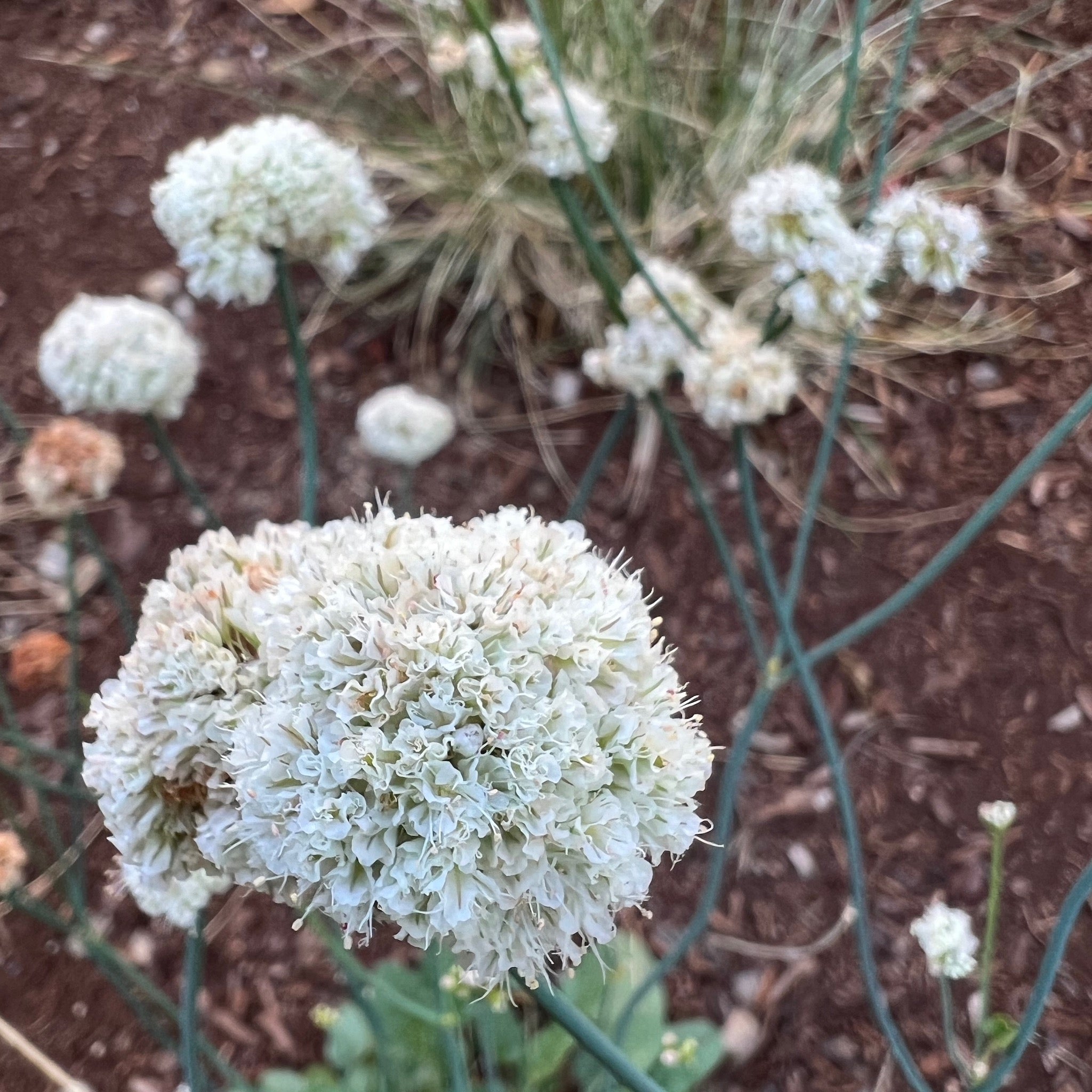 naked seed plants Eriogonum nudum
