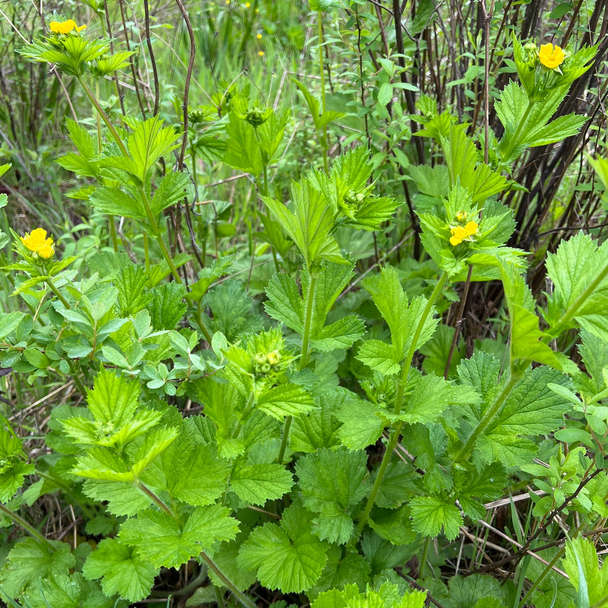 Geum Macrophyllum Large Leaf Avens Green Seed Gardens Geum macrophyllum large leaf avens green seed gardens