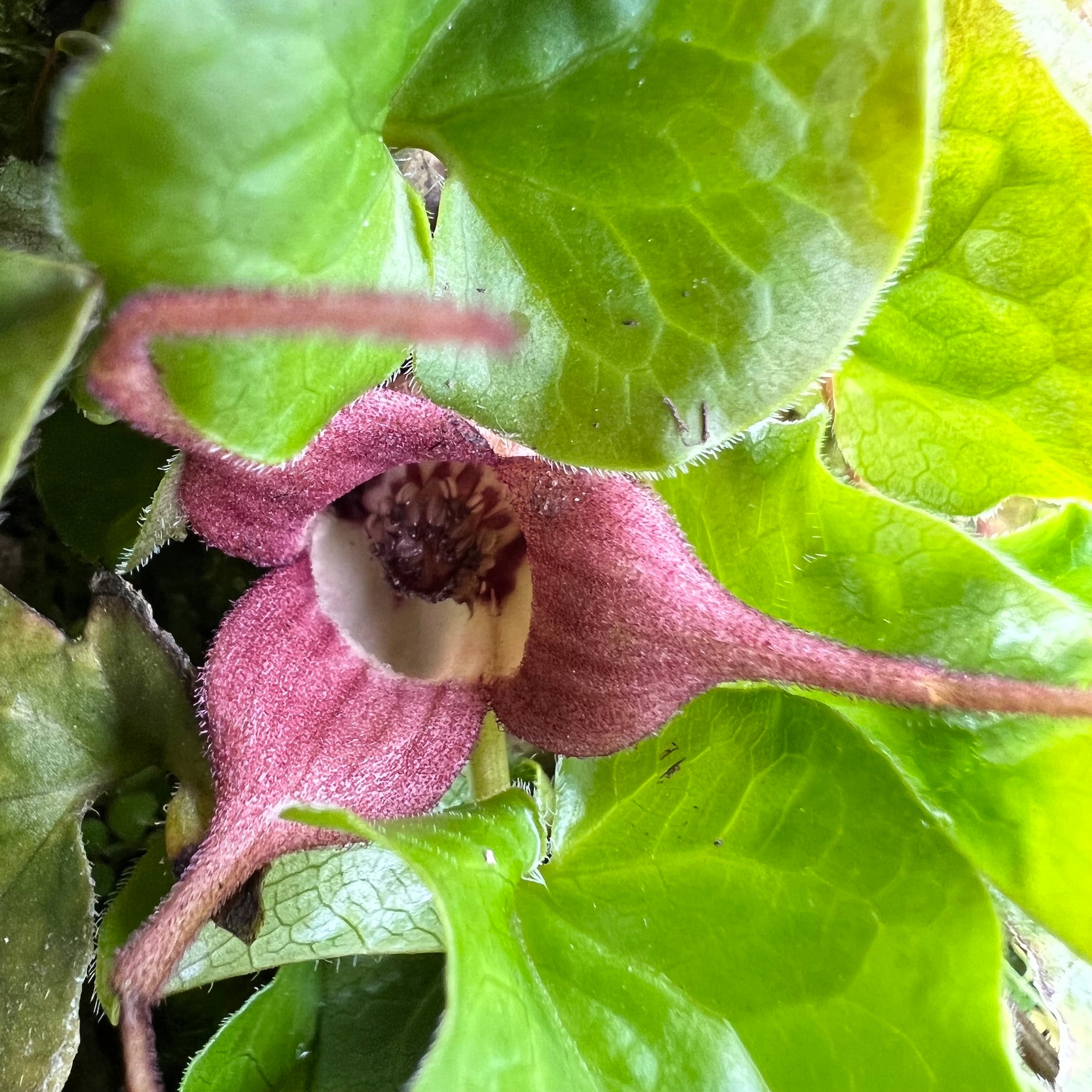Asarum Caudatum Wild Ginger Green Seed Gardens asarum-caudatum-wild-ginger-green-seed-gardens