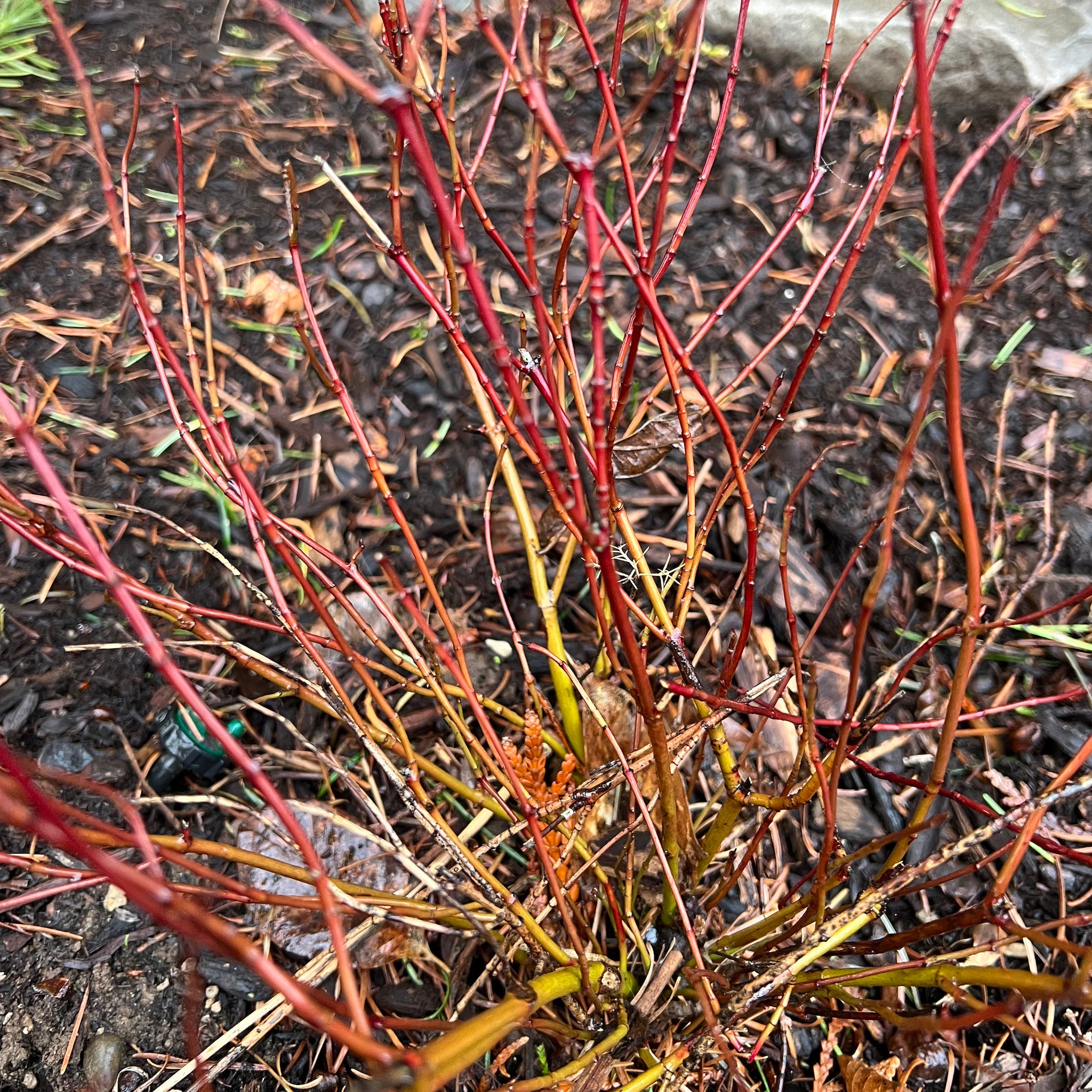 Cornus sericea ‘Kelseyi’ - Kelsey’s Dwarf Red-twig Dogwood