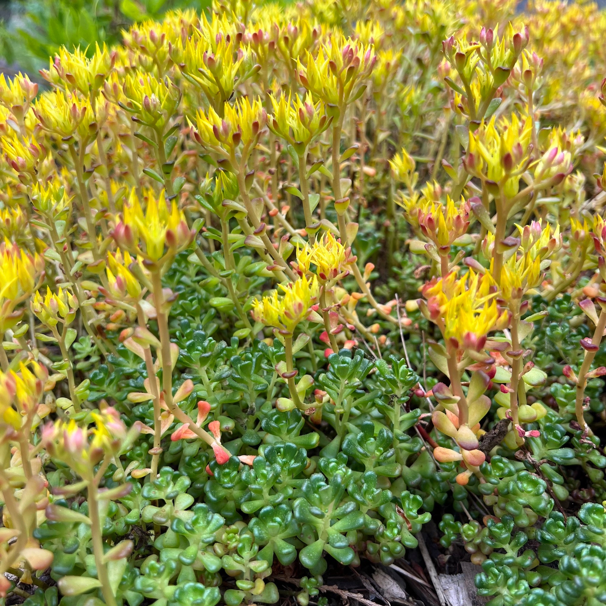 planting sedum seeds Sedum oreganum