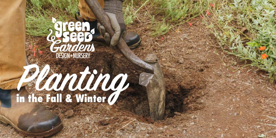 Yes, You Can Plant in December (and Here’s Why You Should)