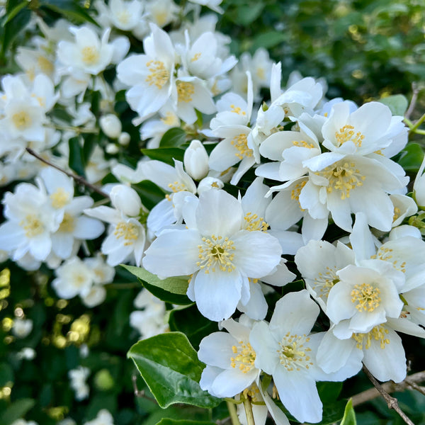 Philadelphus lewisii - Lewis’ Mock Orange