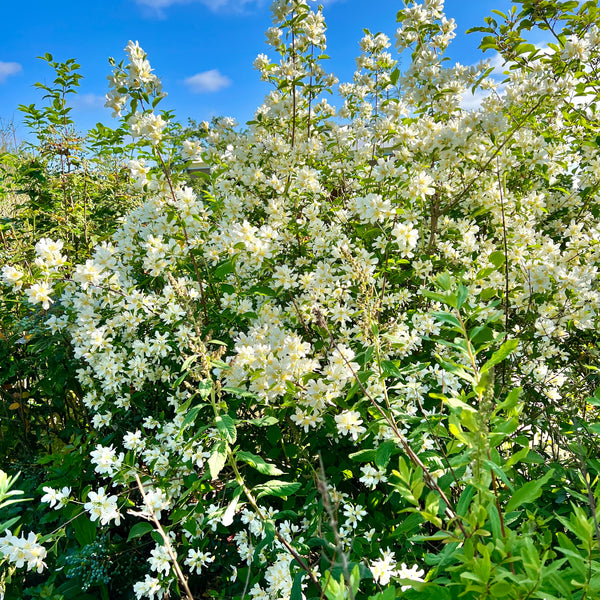 Philadelphus lewisii - Lewis’ Mock Orange