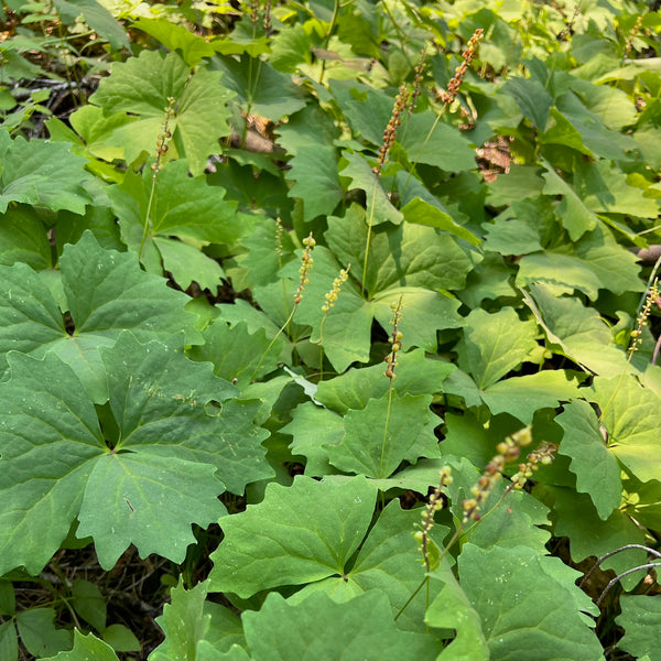 Achlys triphylla - Vanilla Leaf