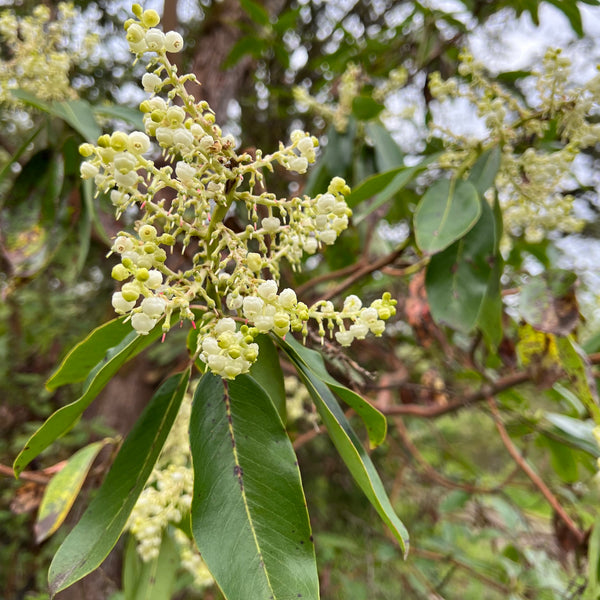 Arbutus menziesii - Pacific Madrone
