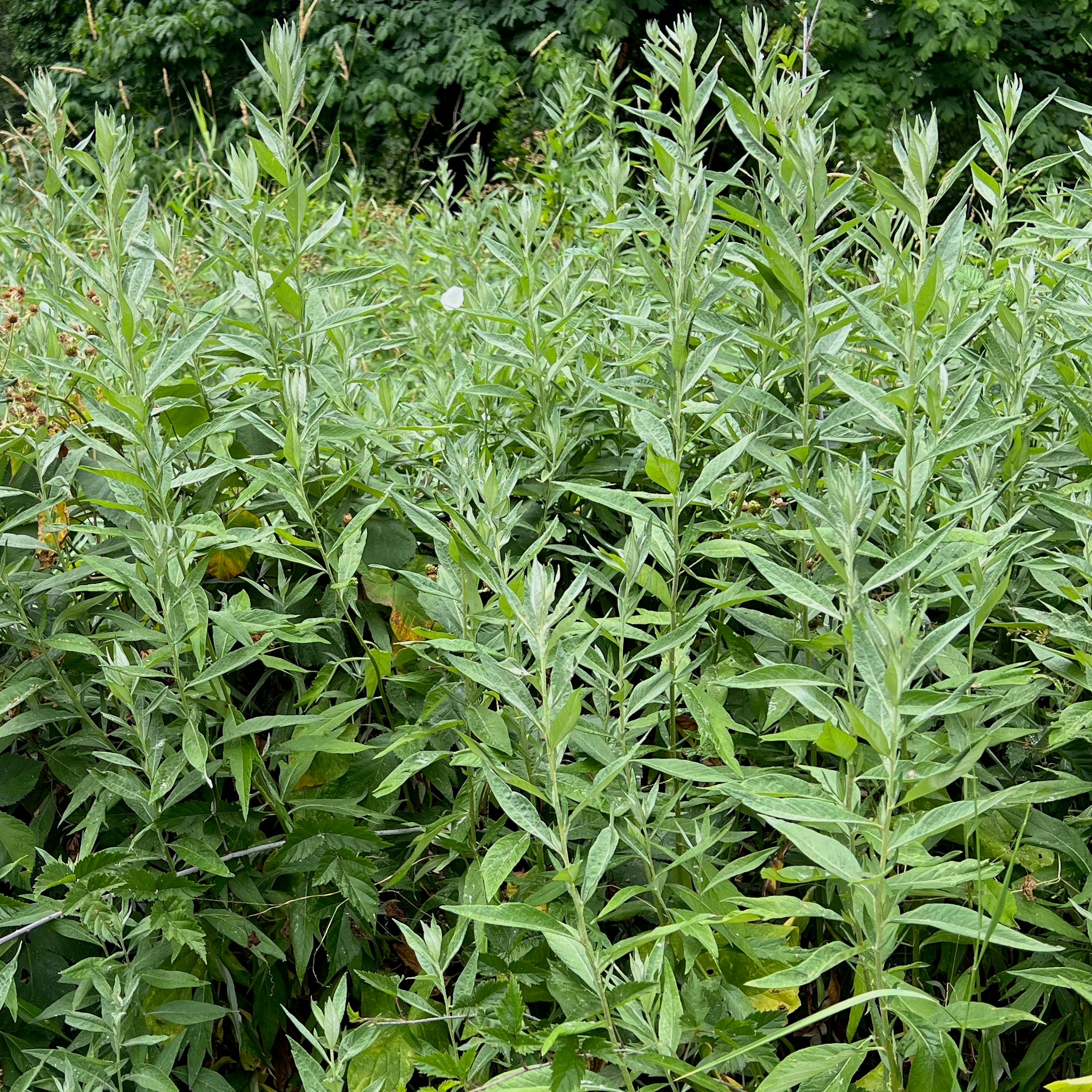 Artemisia douglasiana - Douglas Sagewort