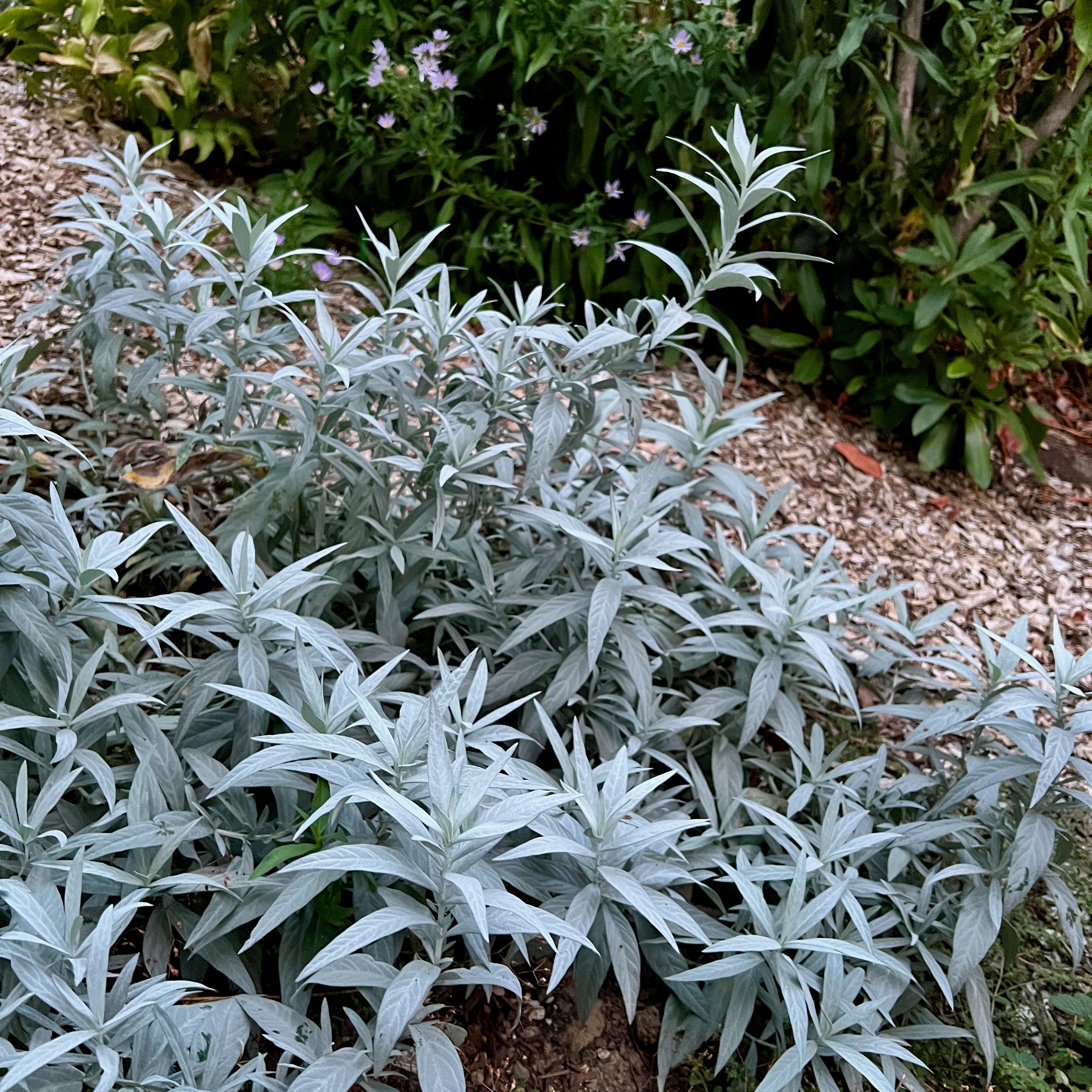 Artemisia ludoviciana ssp. ludoviciana - Silver Wormwood