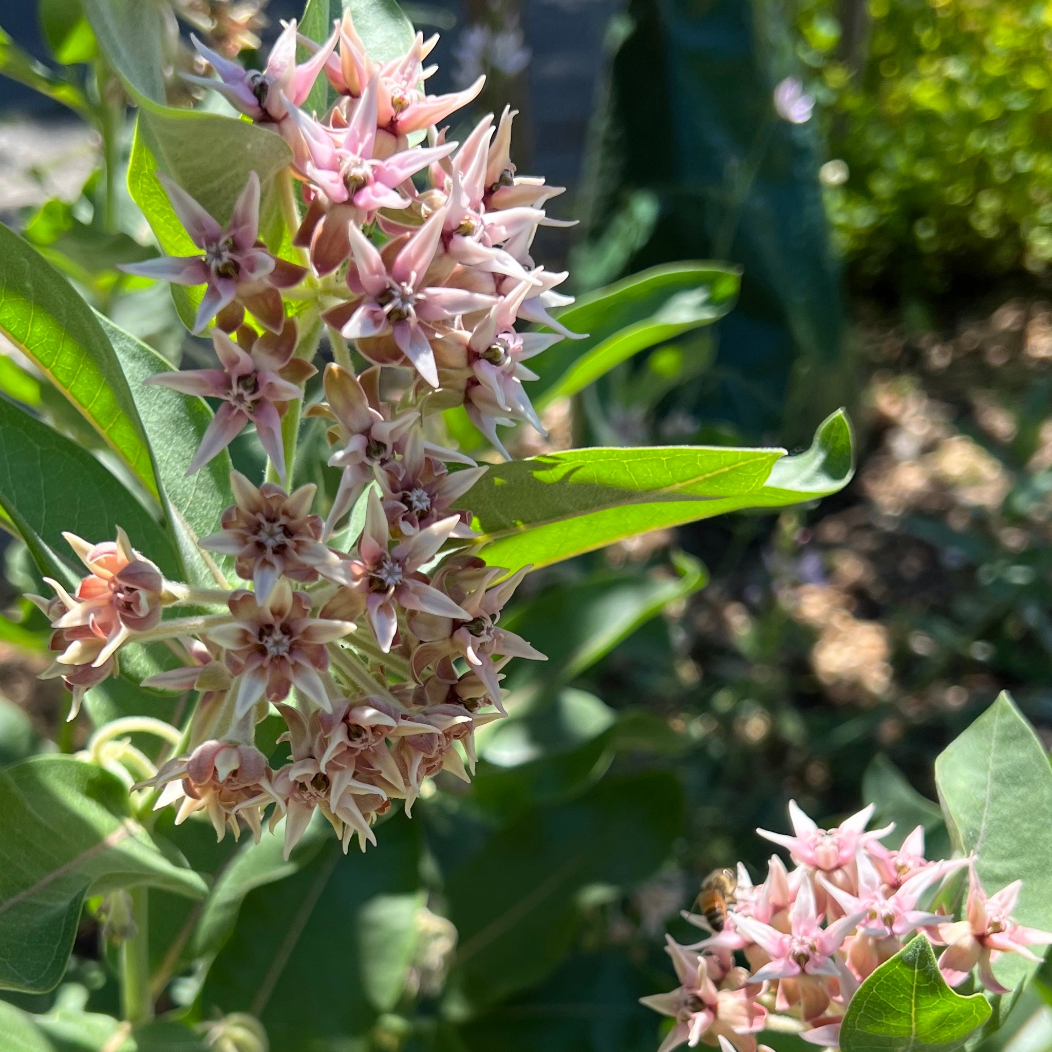 Asclepias speciosa - Showy Milkweed