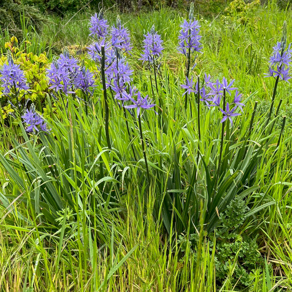 Camassia leichtlinii - Great Camas