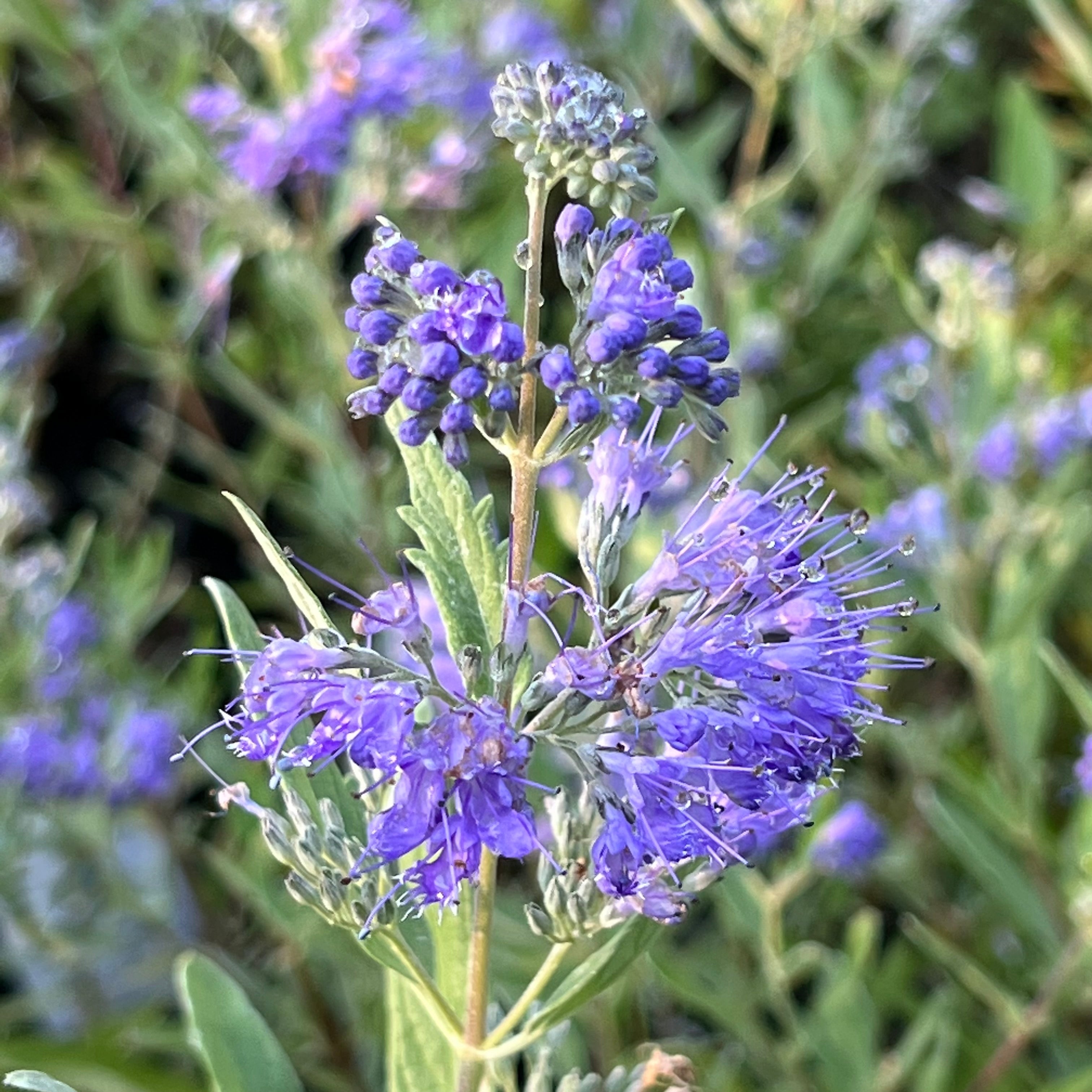 Caryopteris x clandonensis 'Dark Knight' - Dark Knight Bluebeard