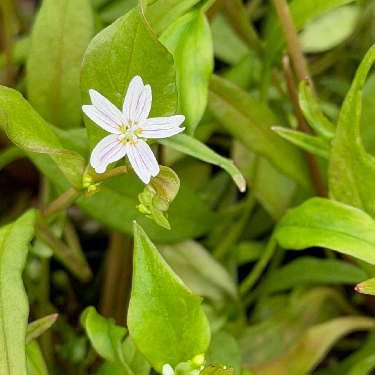 Claytonia siberica - Candy Flower