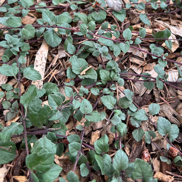 Clinopodium douglasii - Yerba Buena