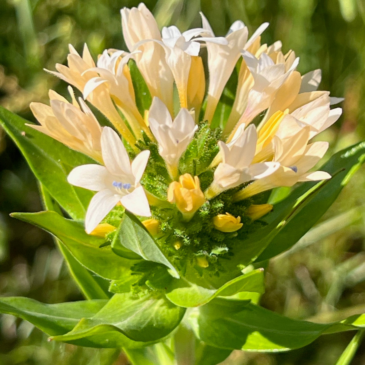 Collomia grandiflora - Grand Collomia