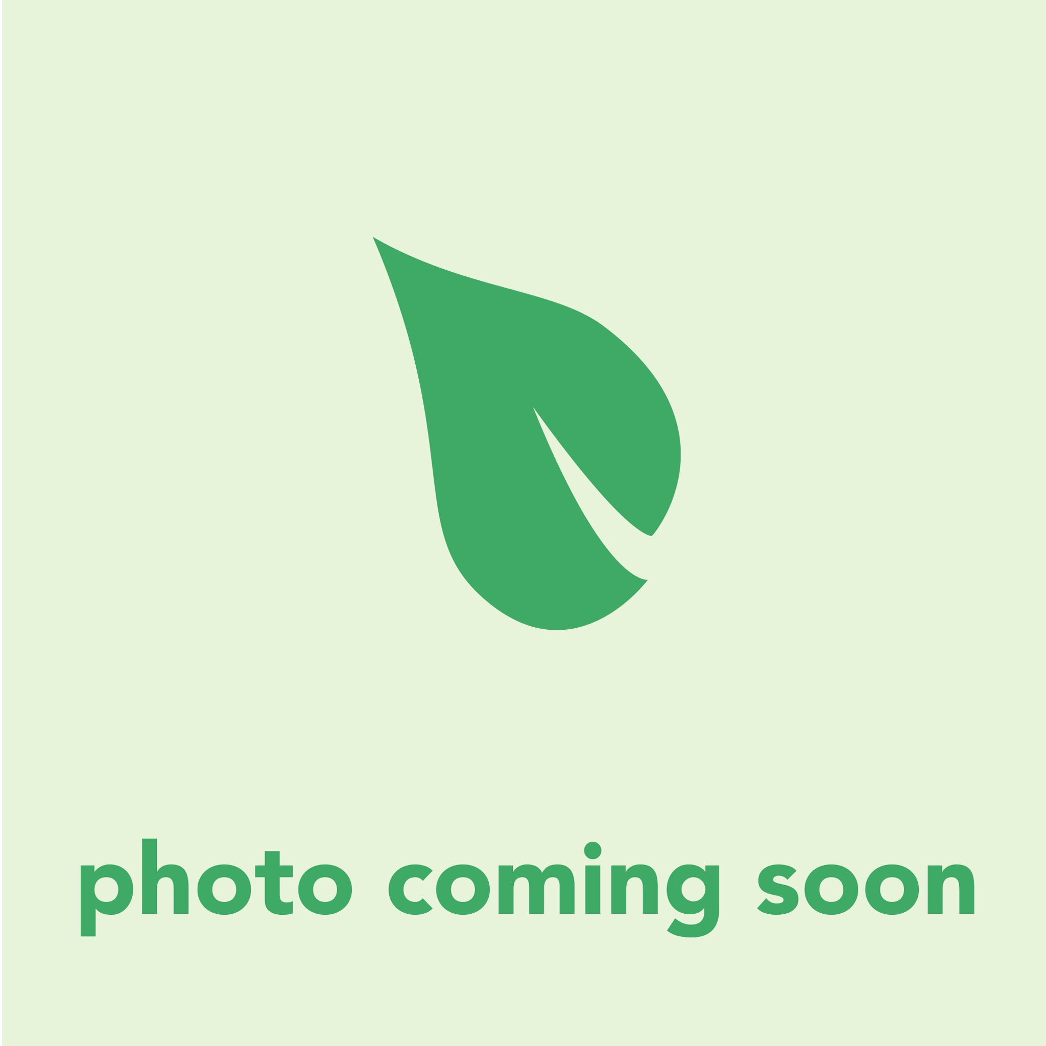 Mahonia aquifolium 'Compacta' - Compact Oregon Grape