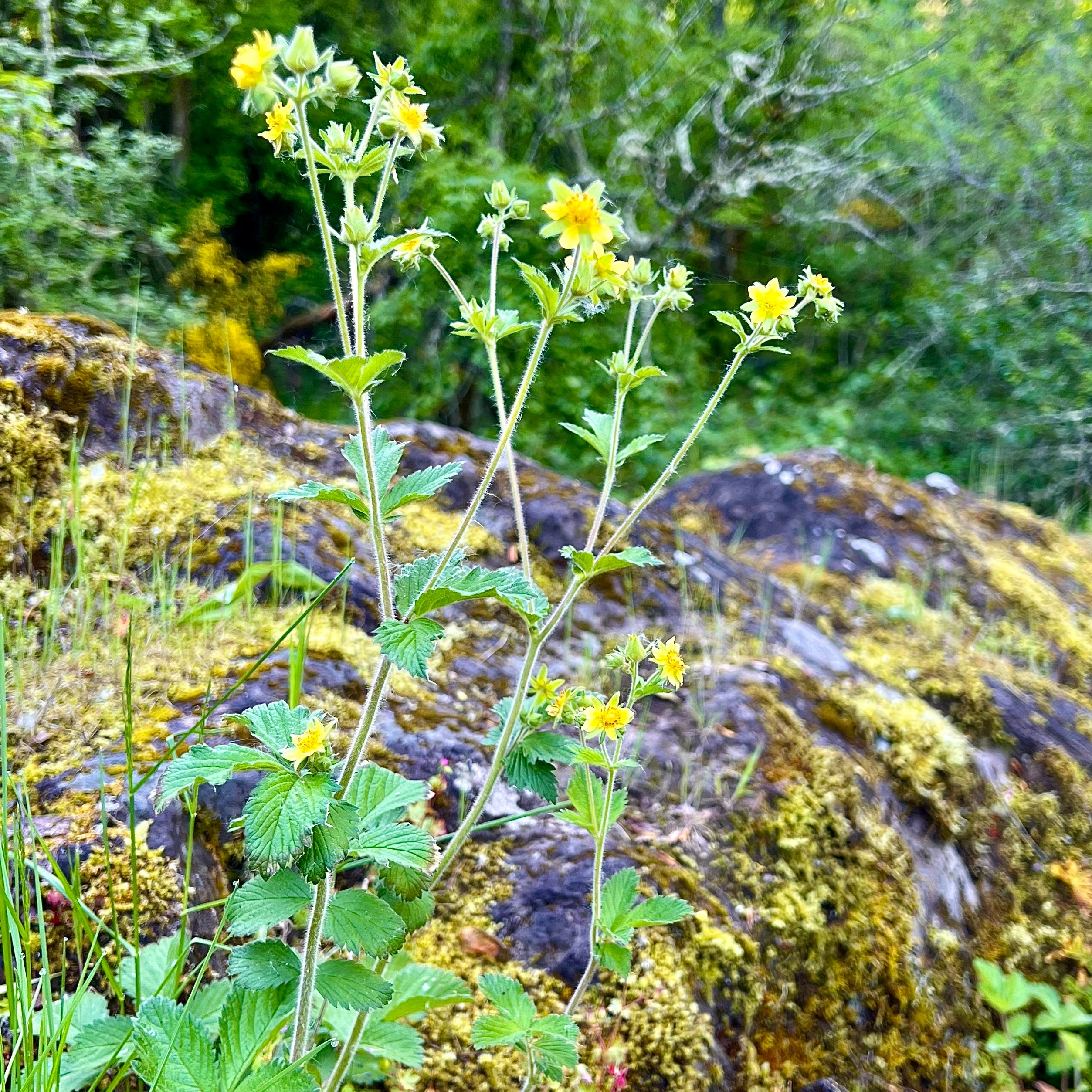 Drymocallis glandulosa - Sticky Cinquefoil