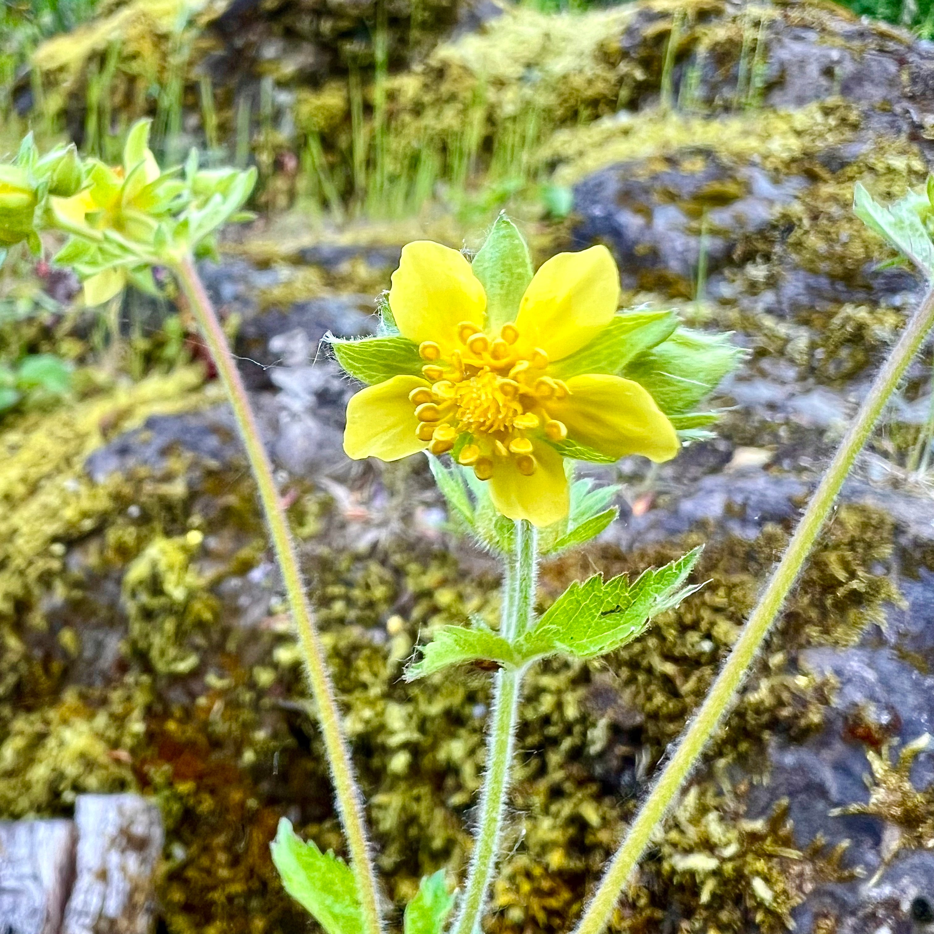 Drymocallis glandulosa - Sticky Cinquefoil