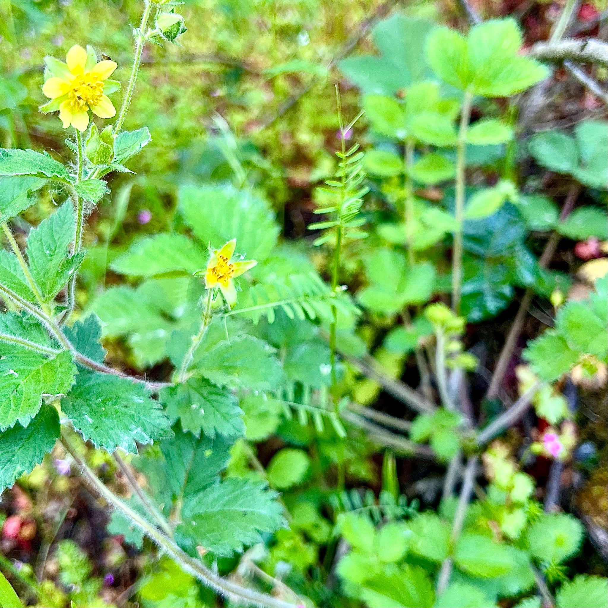 Drymocallis glandulosa - Sticky Cinquefoil