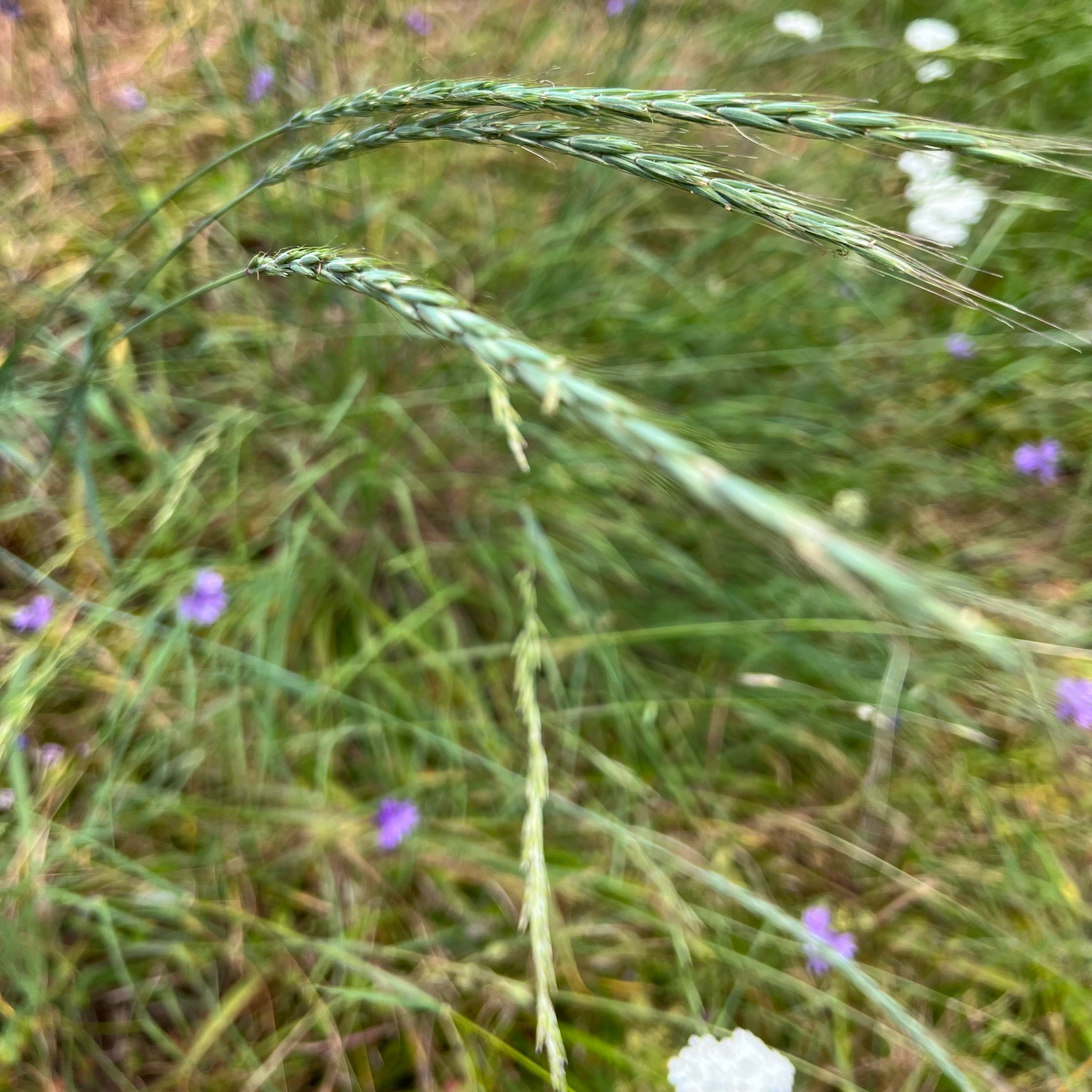 Elymus glaucus - Blue Wildrye