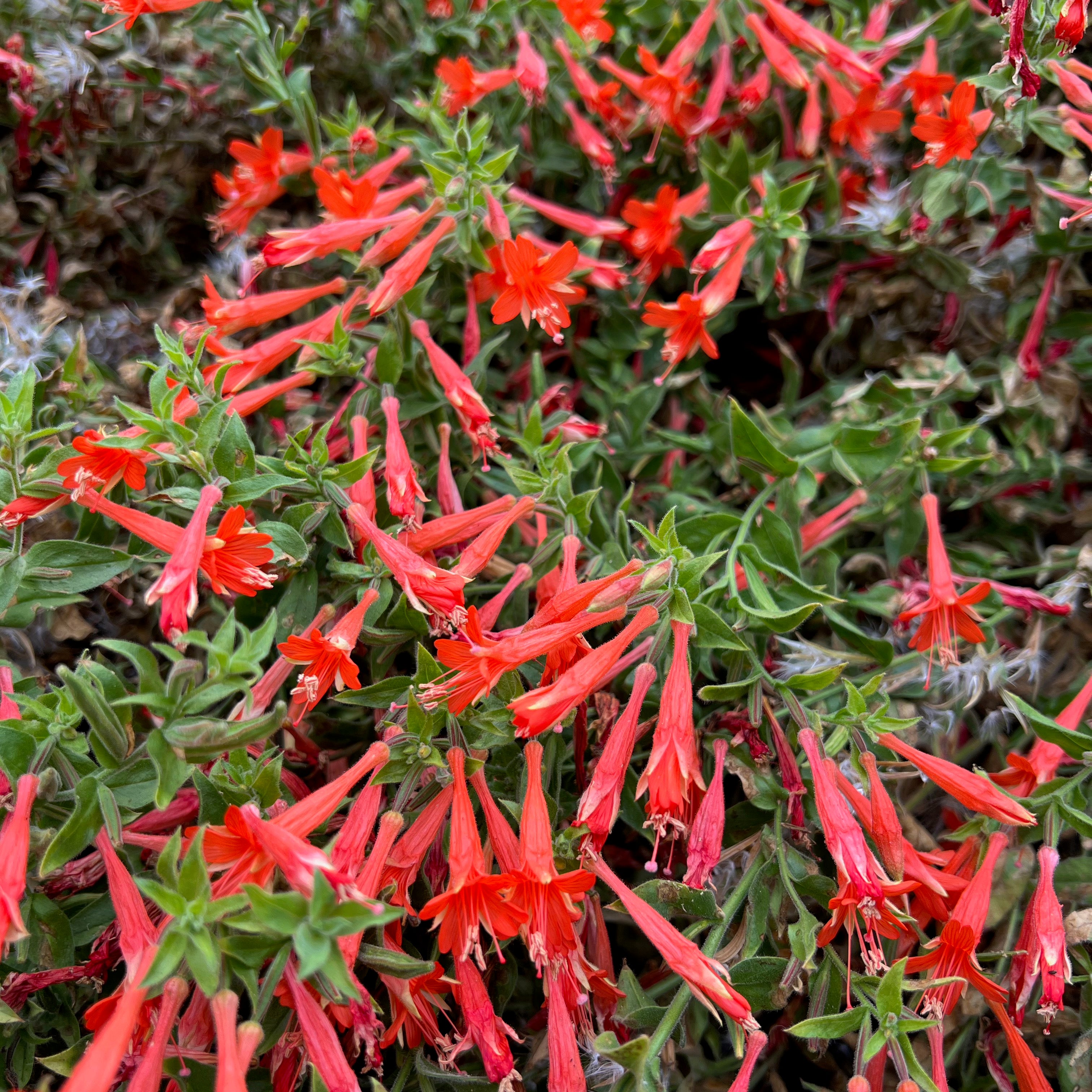 Epilobium canum - California fuchsia