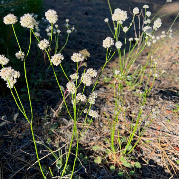 Eriogonum nudum - Naked Buckwheat