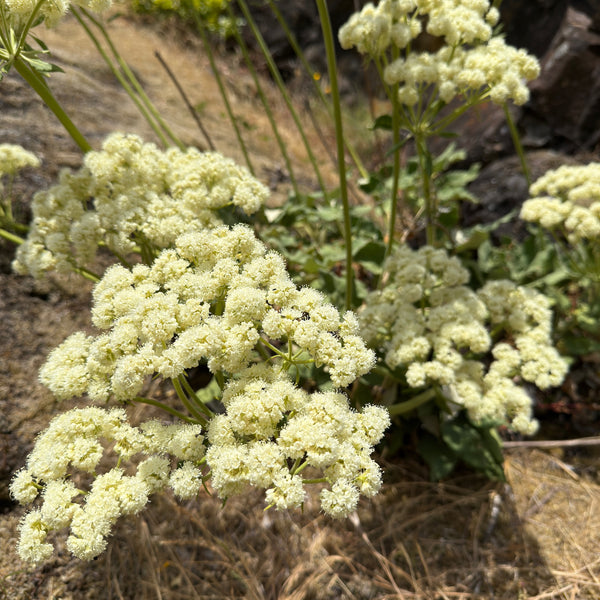 Eriogonum compositum- Arrowleaf Buckwheat