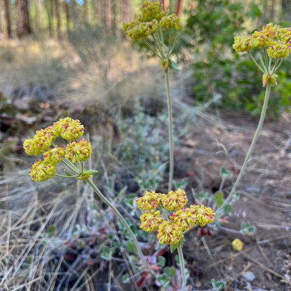 Eriogonum umbellatum - Sulphur Buckwheat