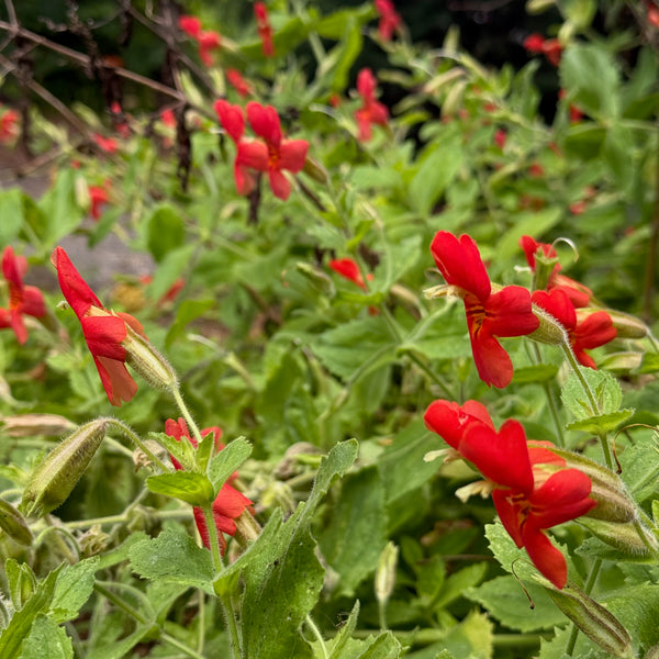 Erythranthe cardinalis - Scarlet Monkeyflower