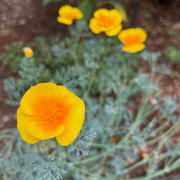 Eschscholzia californica - California Poppy