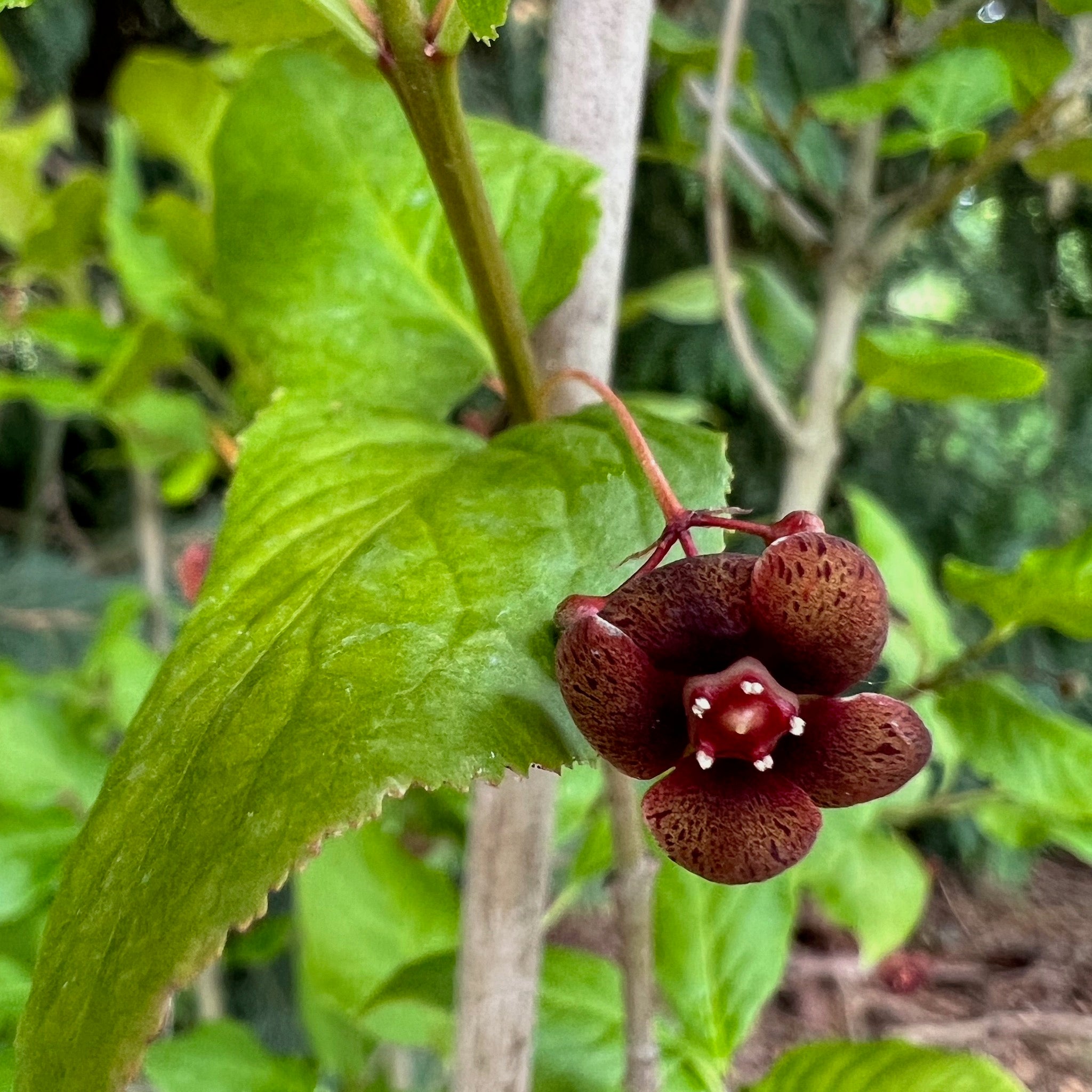 Euonymus occidentalis - Western Wahoo