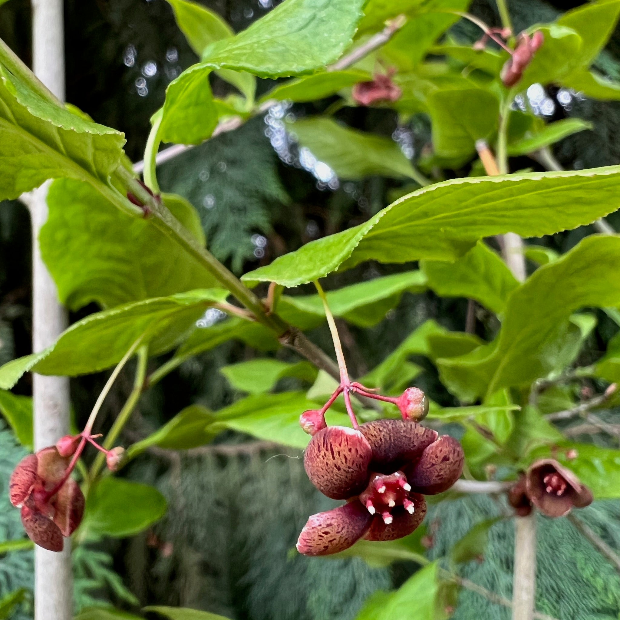 Euonymus occidentalis - Western Wahoo