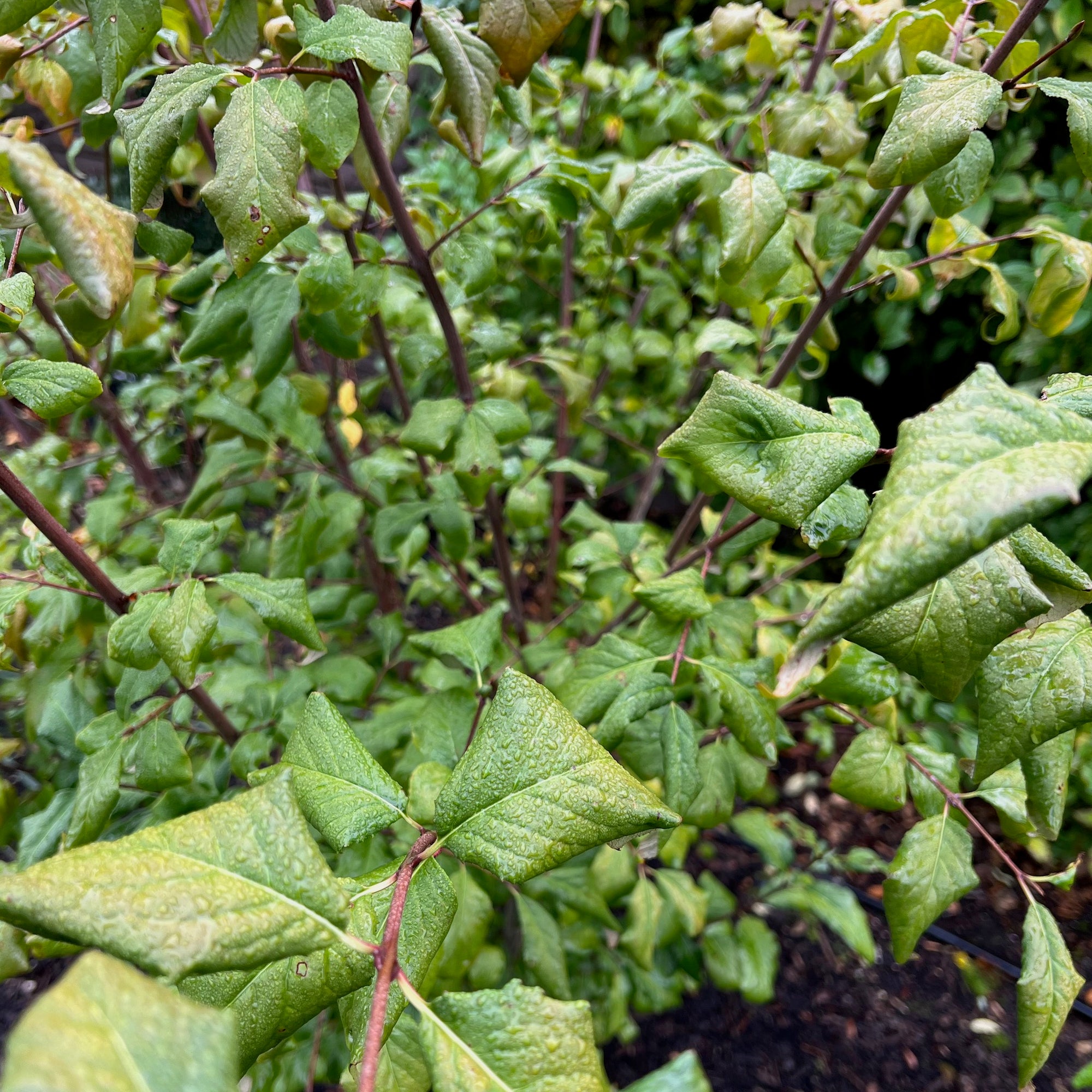 Euonymus occidentalis - Western Wahoo – Green Seed Gardens