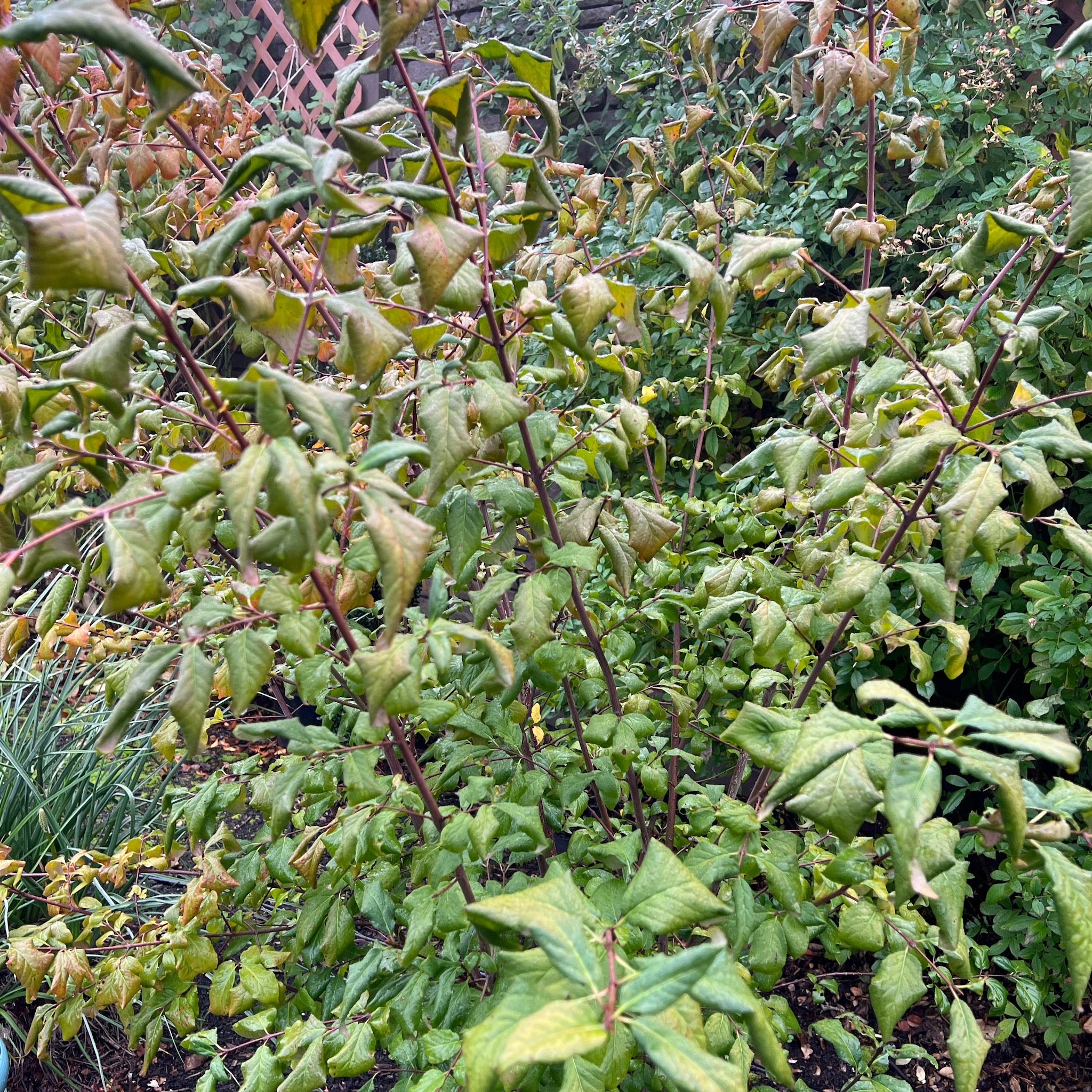 Euonymus occidentalis - Western Wahoo