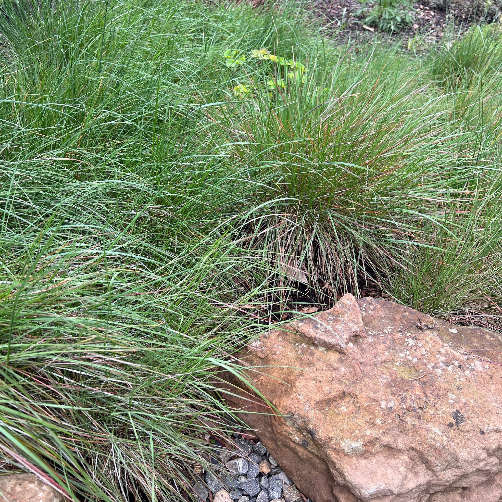 Festuca roemerii - Roemer’s Fescue