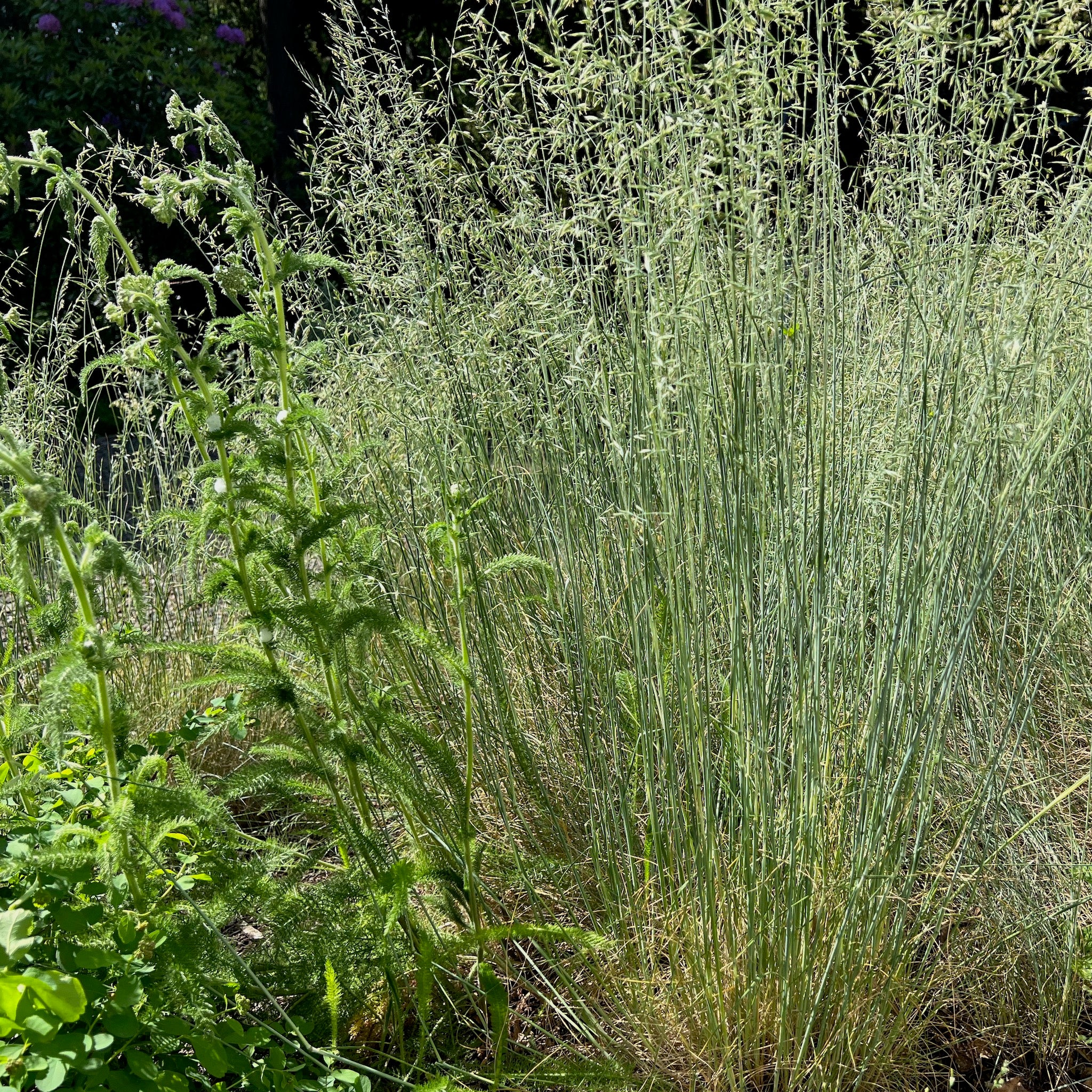 Festuca roemerii - Roemer’s Fescue