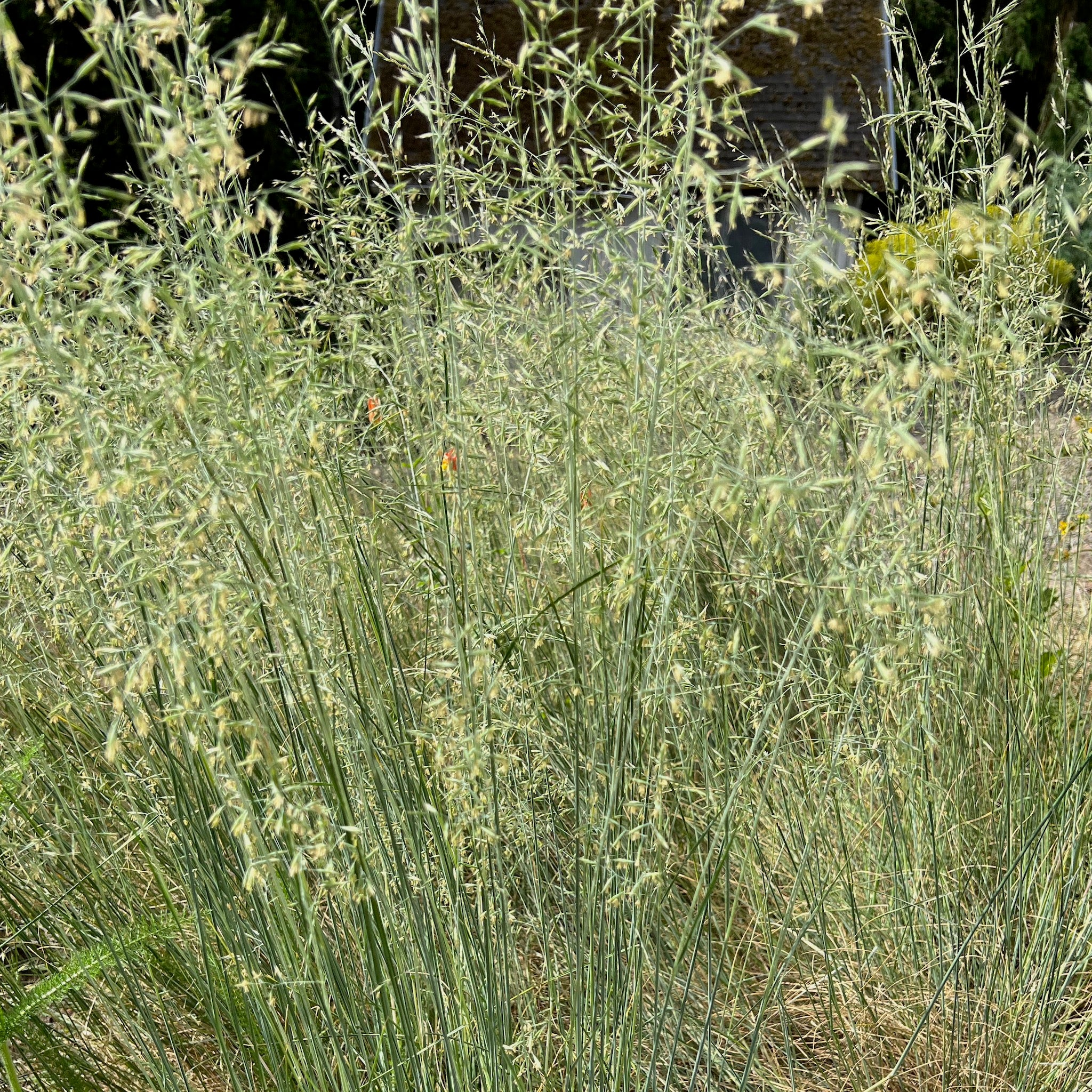 Festuca roemerii - Roemer’s Fescue