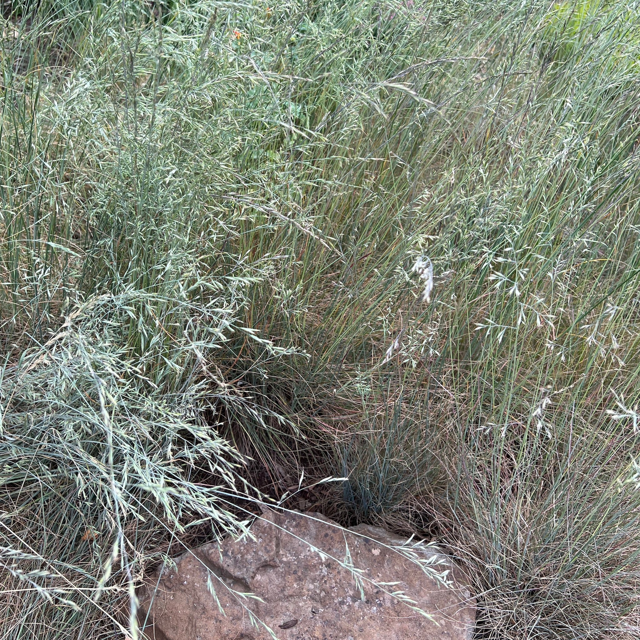 Festuca roemerii - Roemer’s Fescue