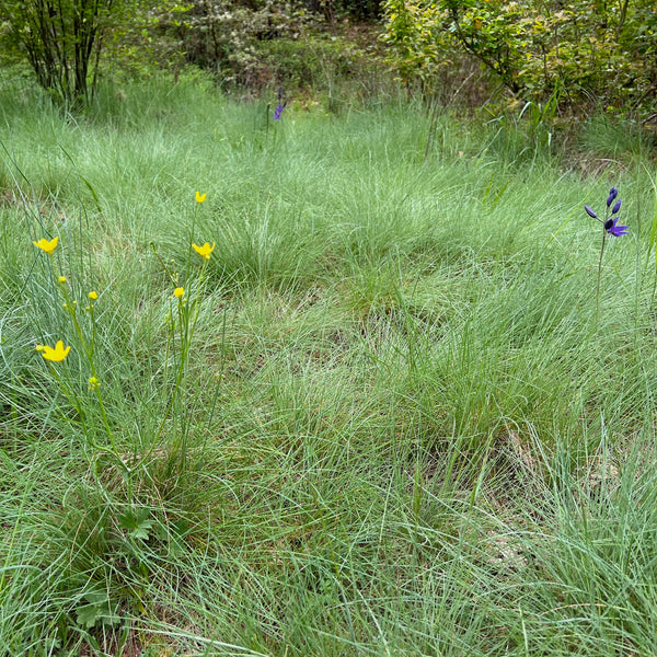 Festuca roemerii - Roemer’s Fescue
