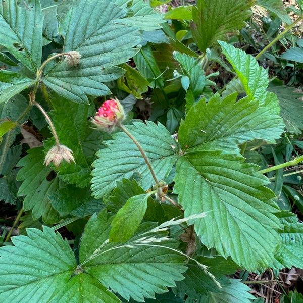 Fragaria vesca - Woodland Strawberry