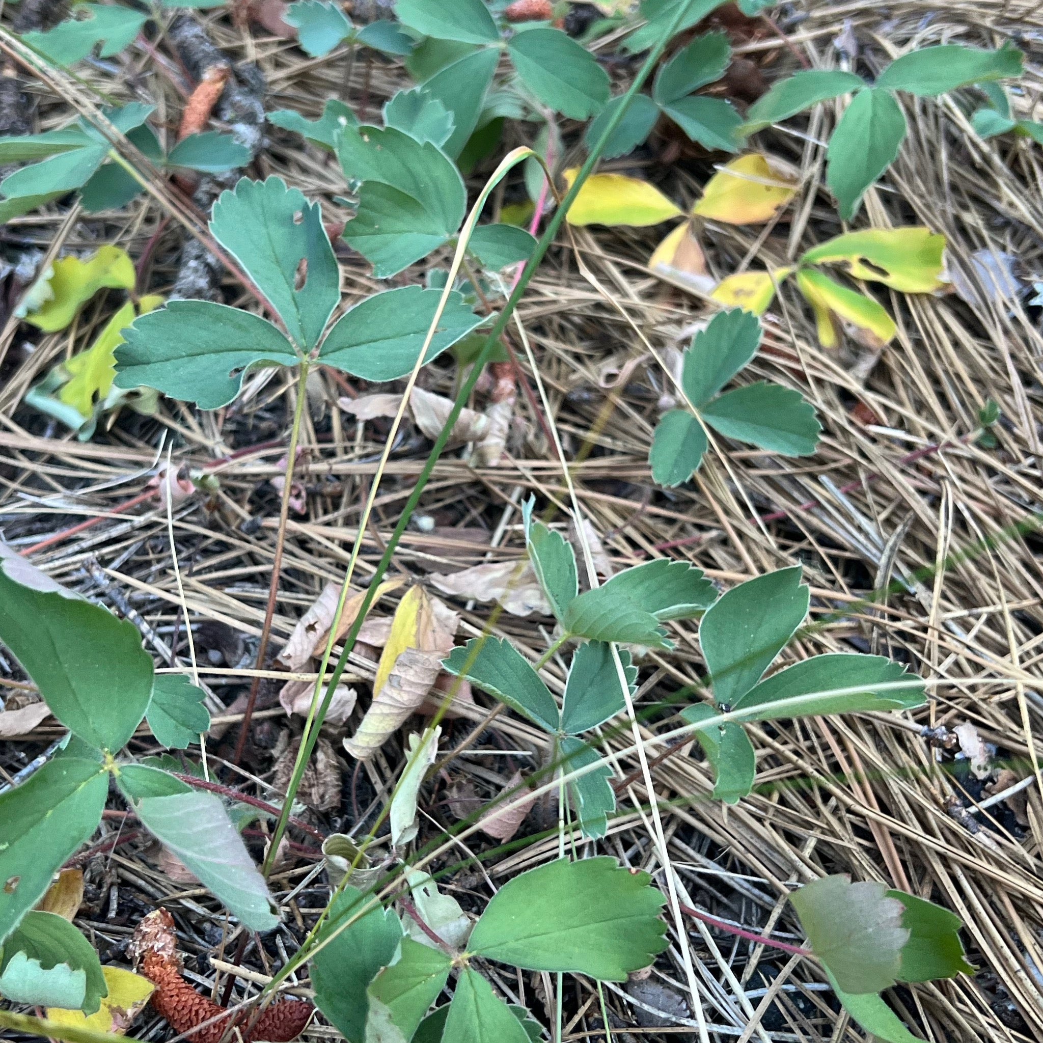 Fragaria virginiana - Wild Strawberry