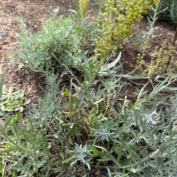 Artemisia ludoviciana ssp. candicans - White Sagebrush