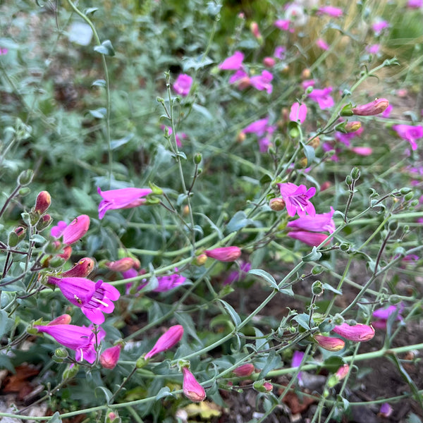 Penstemon Richardsonii - Cutleaf Penstemon