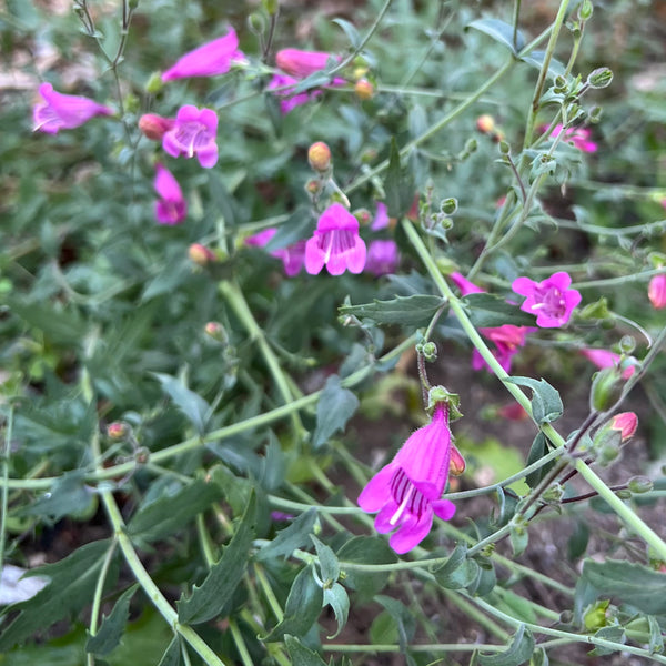 Penstemon Richardsonii - Cutleaf Penstemon