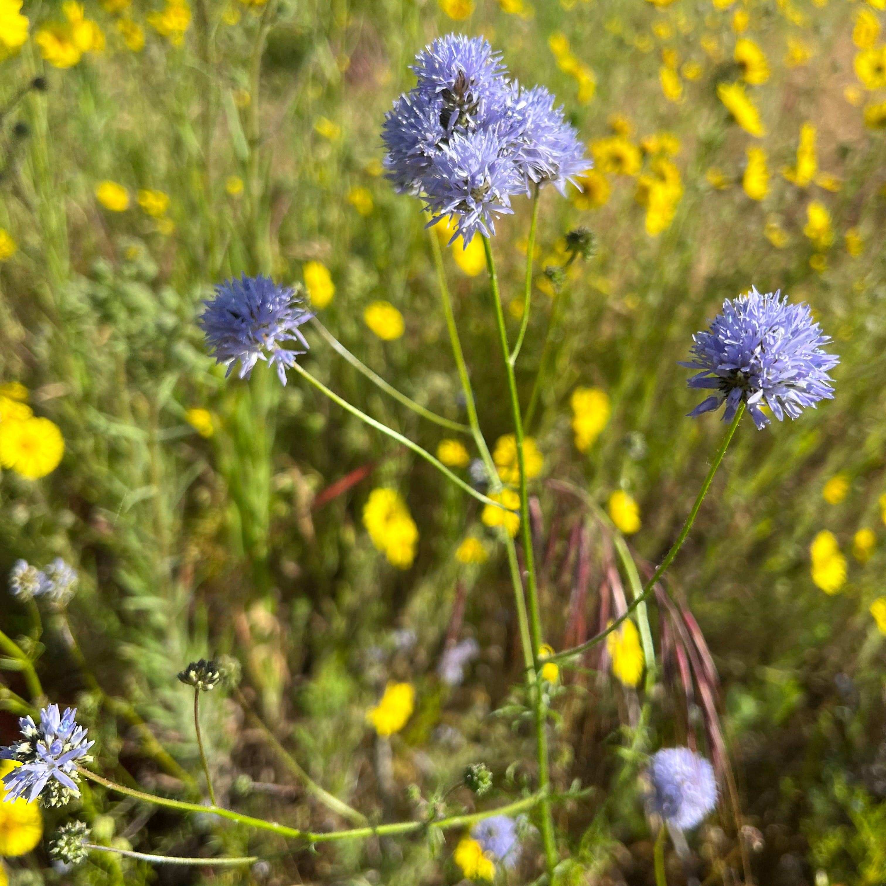 Gilia capitata - Bluehead gilia