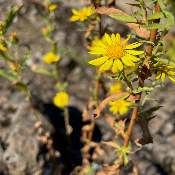 Grindelia integrifolia - Willamette Gumweed