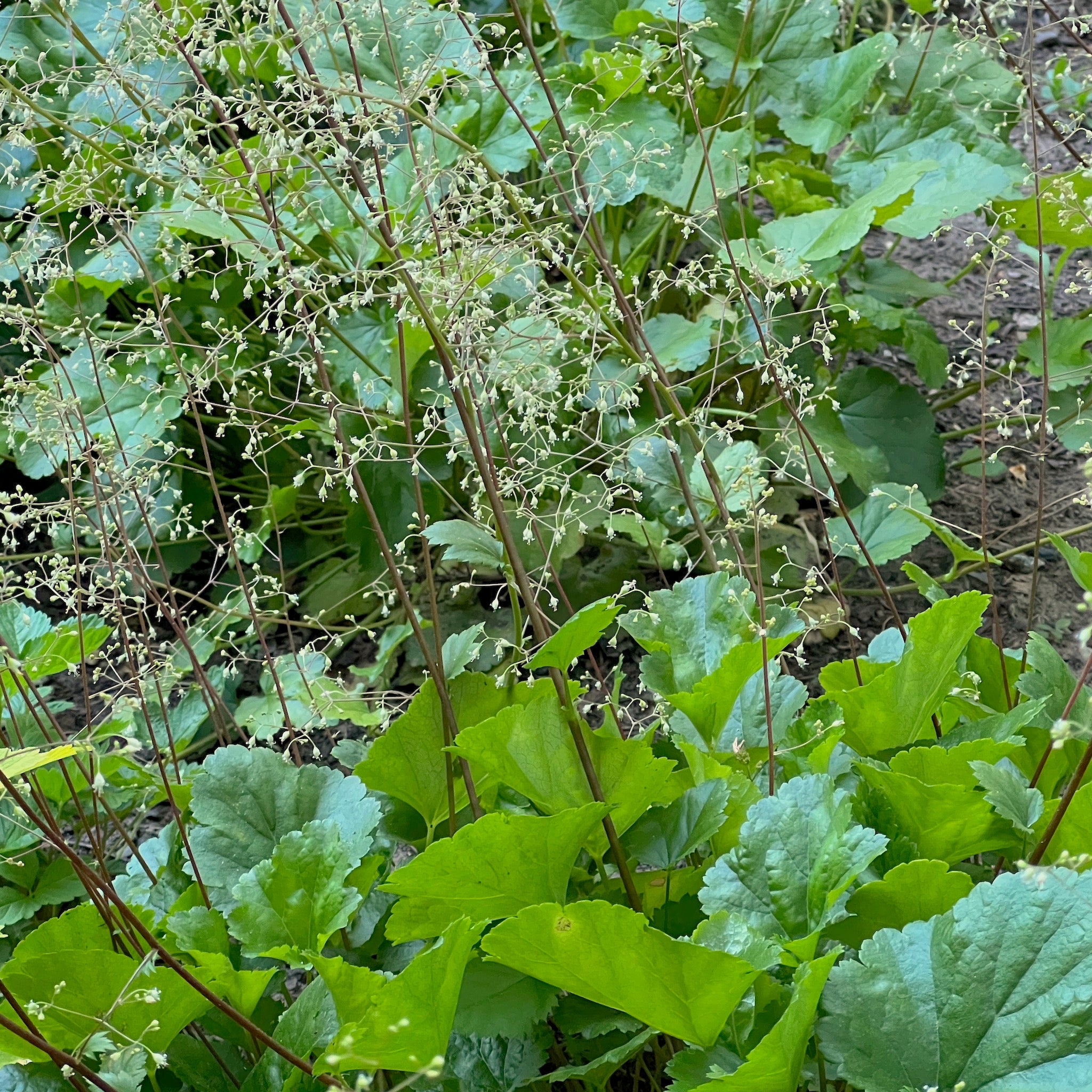 Heuchera micrantha - Crevice Alumroot