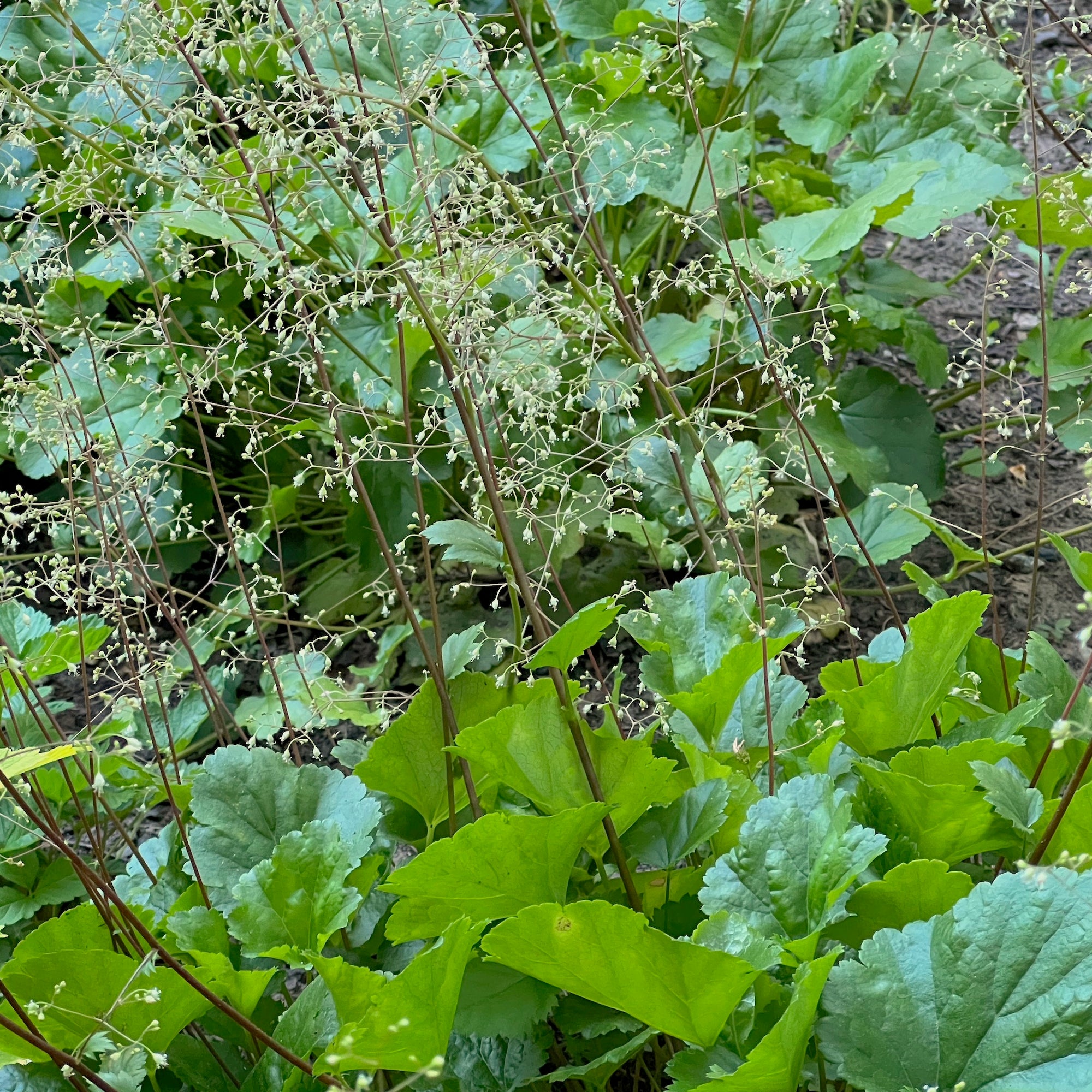 Heuchera micrantha - Crevice Alumroot – Green Seed Gardens