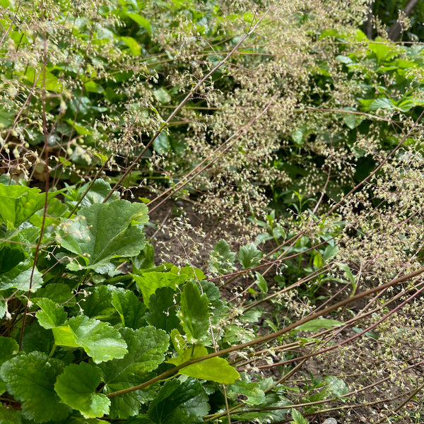 Heuchera micrantha - Crevice Alumroot