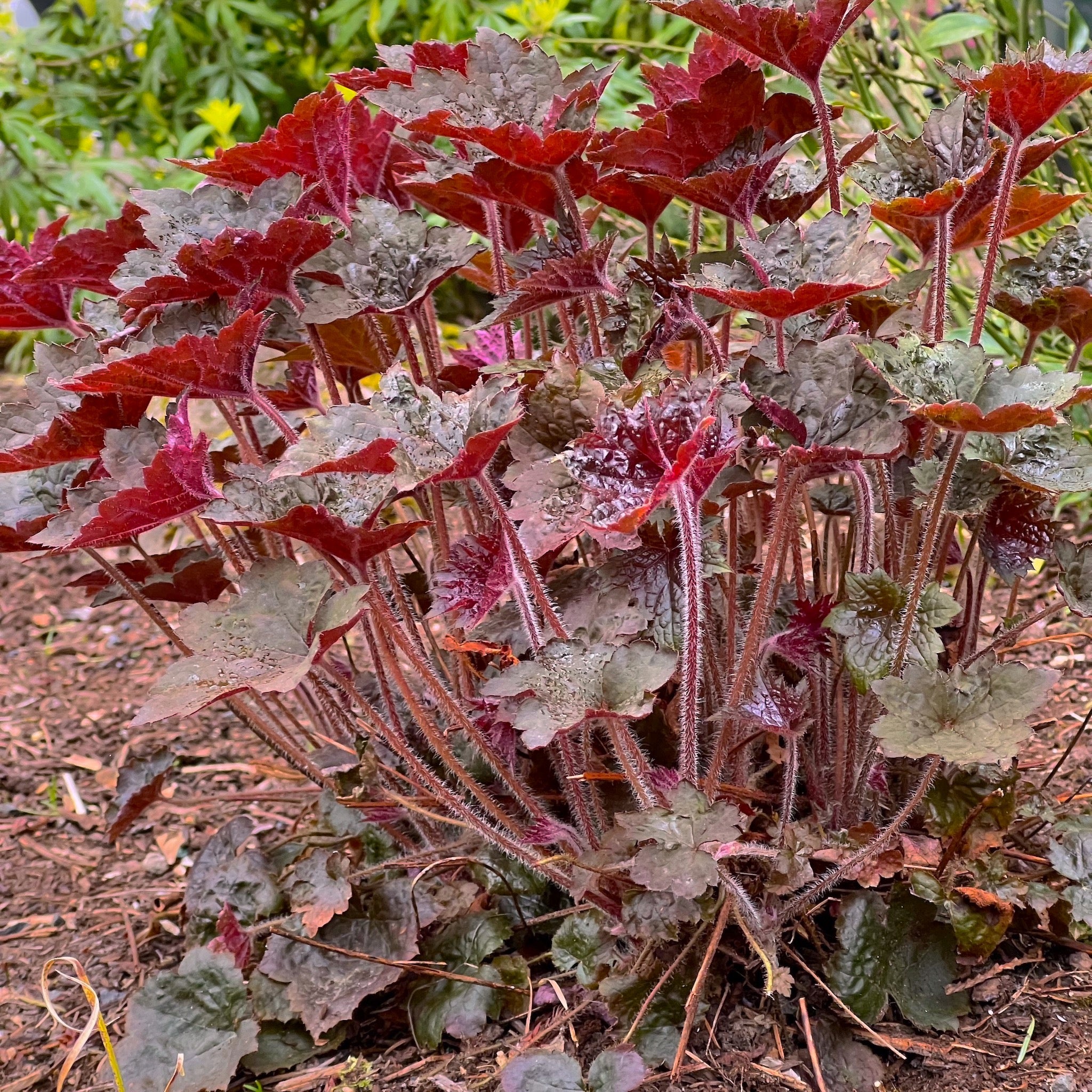 Heuchera ‘Palace Purple’ - Palace Purple Alumroot – Green Seed Gardens